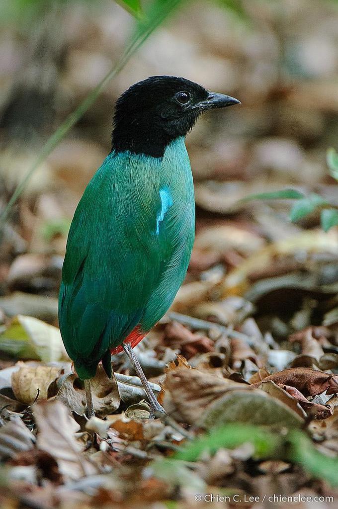 Minahasa Hooded Pitta (Pitta forsteni) photo