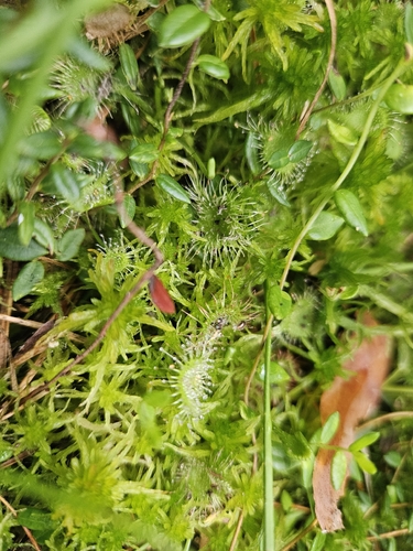 round-leaved sundew