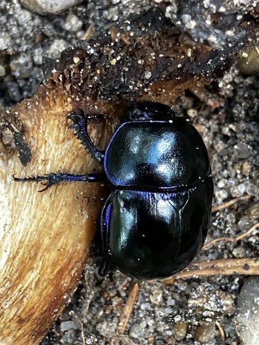 Springtime Dung Beetle