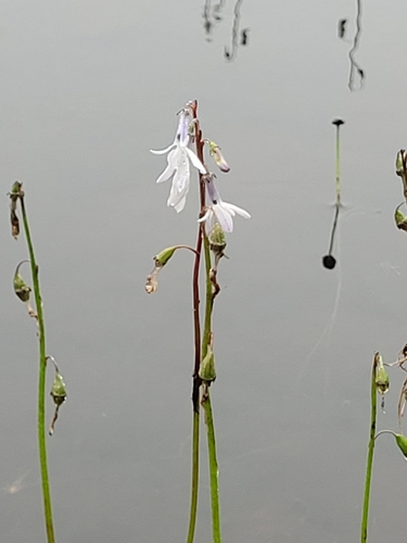 Water Lobelia