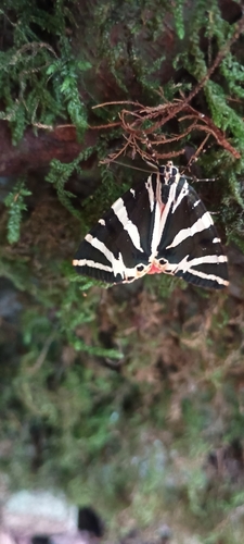Jersey Tiger