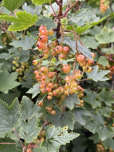 Red Currant