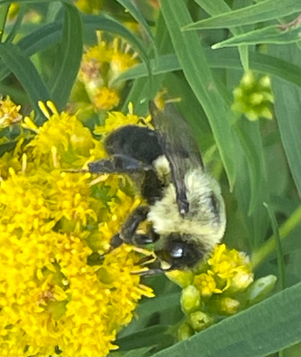 Common Eastern Bumble Bee