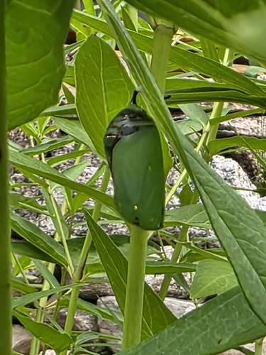 Monarch