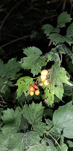 guelder-rose