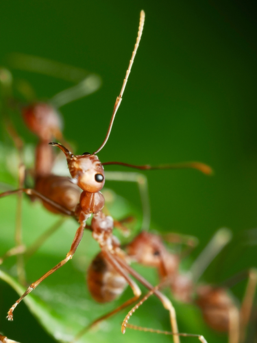 Asian Weaver Ant