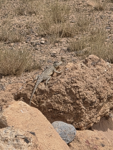 Bibron's Agama