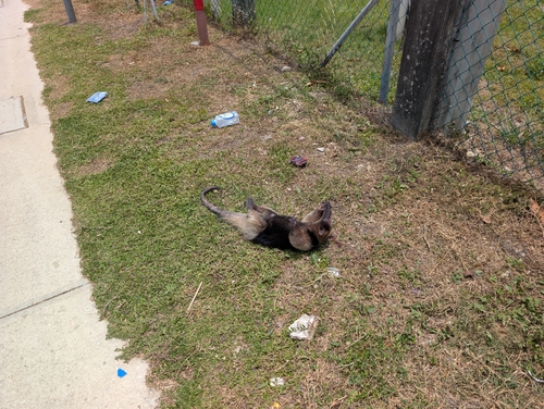 Northern Tamandua