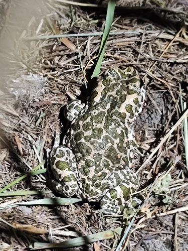 Green Toad