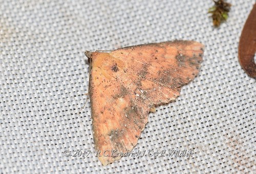 Cerynea ustula Hampson, 1897