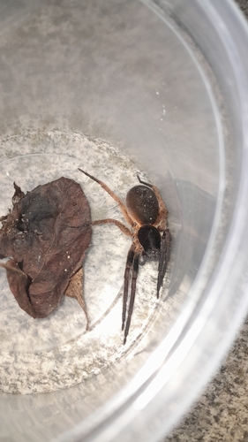 Ctenus medius