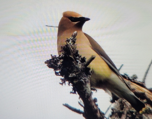 Cedar Waxwing