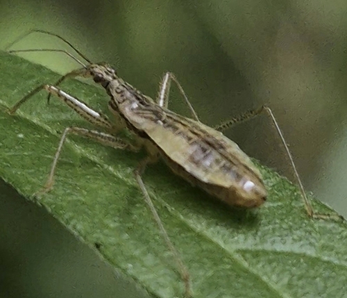 Marsh Damsel Bug