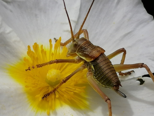 Lusitanian Saddle Bush-cricket