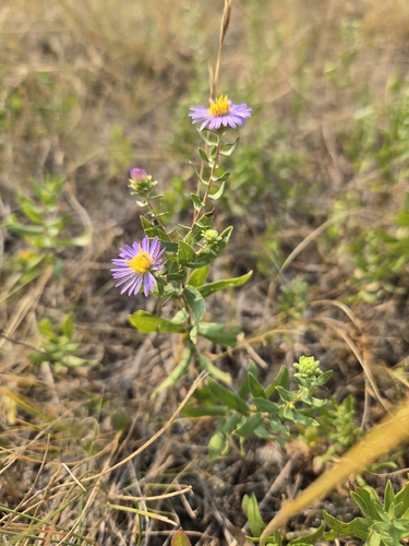 smooth blue aster