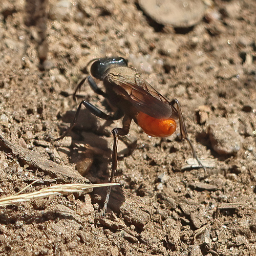 iNaturalist observation photo of Sphex lucae