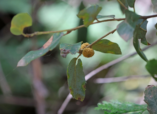 iNaturalist observation photo of Live Oak Apple Gall Wasp