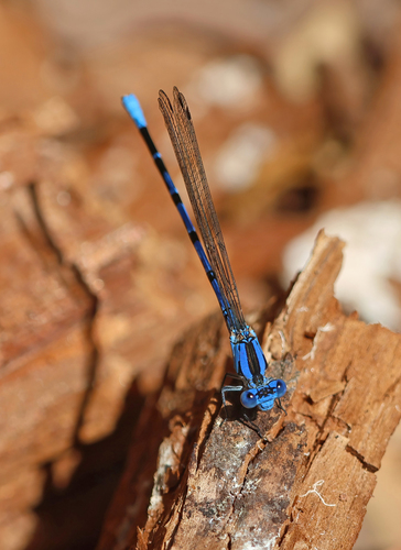 iNaturalist observation photo of Vivid Dancer