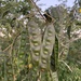 Acacia flava