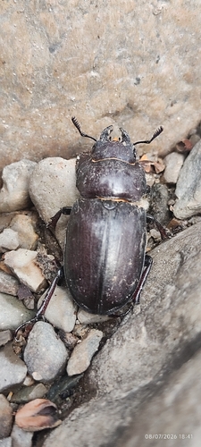 Lucanus ibericus