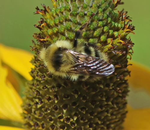 iNaturalist observation photo of Bumble Bees