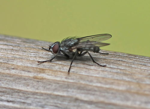 iNaturalist observation photo of Root-maggot Flies