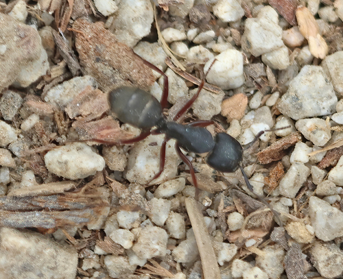 iNaturalist observation photo of Western Black Carpenter Ant