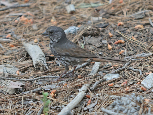 iNaturalist observation photo of Northern Thick-billed Fox Sparrow