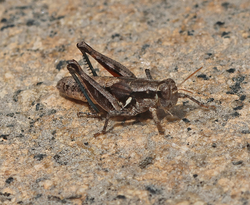 iNaturalist observation photo of Valley Grasshopper