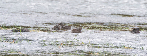 Least Grebe