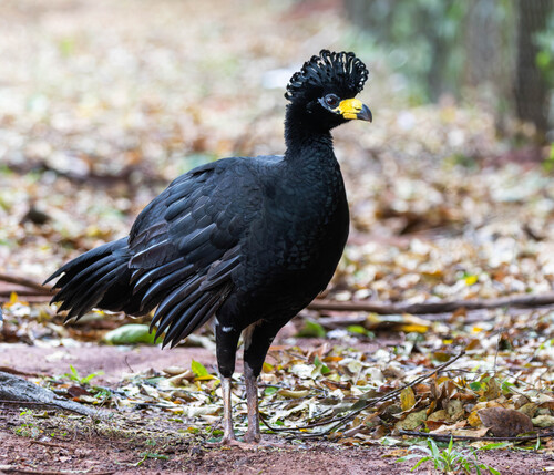 Bare-faced Curassow
