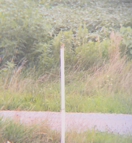 Dickcissel
