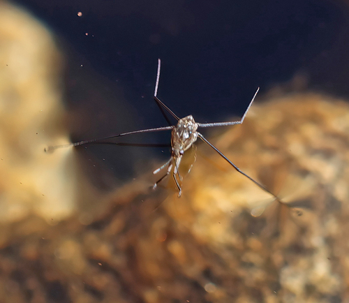 iNaturalist observation photo of North American Common Water Strider