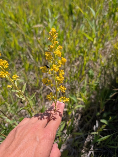 showy goldenrod