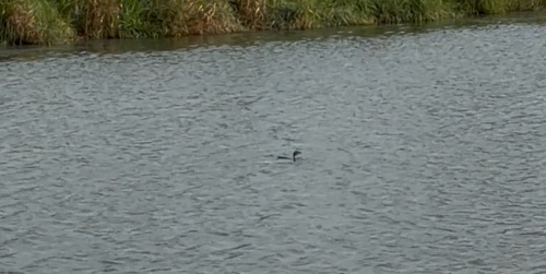 Pied-billed Grebe