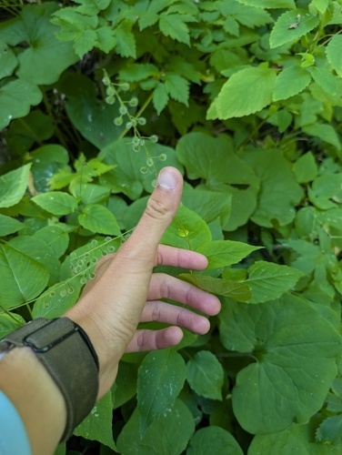 broadleaf enchanter's nightshade