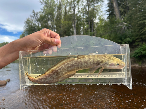 Burbot