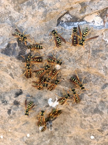 French Paper Wasp