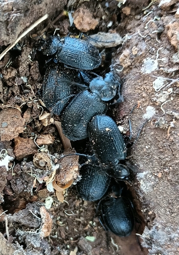 Licinus punctatulus