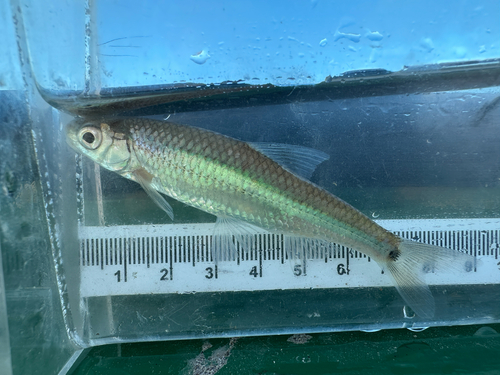 Spottail Shiner