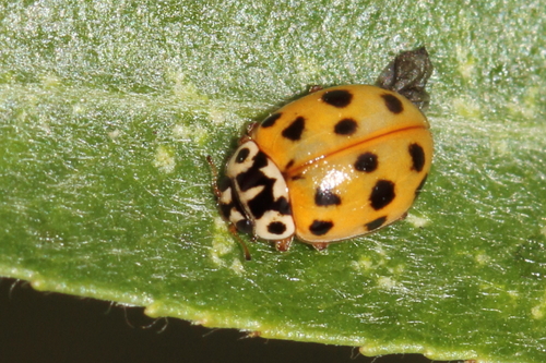 Adalia bipunctata revelierei