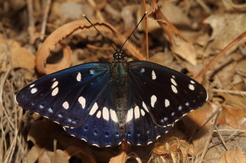 Southern White Admiral