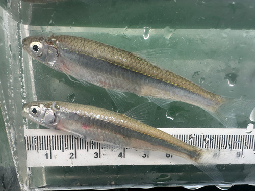 Emerald Shiner