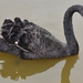 Cisne Negro - Photo (c) Michael Valeriani, todos los derechos reservados