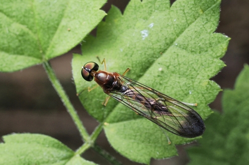 Ptecticus longipennis