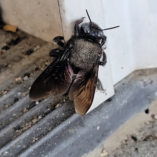 iNaturalist observation photo of Large Carpenter Bees