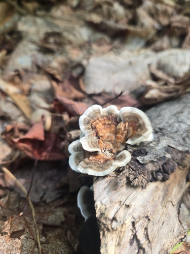 turkey-tail