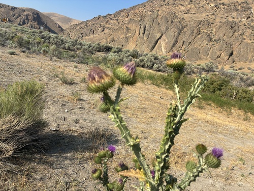 cotton thistle