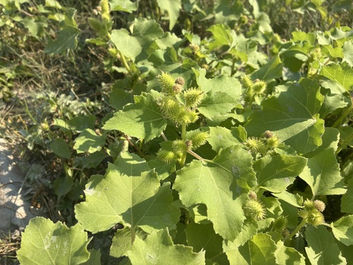 rough cocklebur