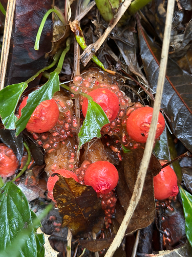 stalked puffball-in-aspic